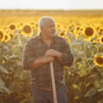 Može da se zaradi, ali ima caka - jedan hektar suncokreta traži ozbiljno ulaganje