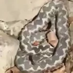 Najotrovnija zmija mu došla na kućni prag: Jeziv snimak iz okoline Prijedora prestrašio region (VIDEO)