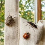 Neželjeni gosti uskoro kreću ka vašim kućama: Zaviruju kroz prozore i kriju se iza nameštaja, uradite ovo pre zahlađenja