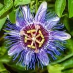 Od ovoga Hristov venac neverovatno počne da buja: Razviće nove izdanke i biće raskošniji