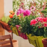 Ovo cveće sklonite s terase dok ne bude kasno: Prvi mraz može da ga uništi