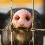 Srbi sve češće drže vijetnamske svinje kao ljubimce: Lako ih je navići na pelene, a ponašaju se kao psi