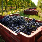 Šta zaista pijemo kada kupimo "organsko vino"? Vinar otkriva šta se sve sme dodati