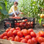 Svež ili kuvan paradajz, koji je zapravo zdraviji? Kod jednog načina pripreme telo bolje koristi važan sastojak