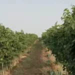 Tropske temperature promenile sve u Banatu: Tamo je sve počelo dve nedelje ranije