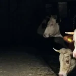 Upao u štalu usred noći i ukrao dva teleta: Žabljačanin osumnjičen za bizarnu krađu