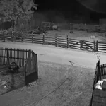 Uznemirujući snimak iz suvoborskog sela! Predator upao na imanje, snimljena borba, nije imala šanse da preživi (VIDEO)