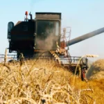 Vratio se pšenici koju su svi zaboravili - farmer danas svoje brašno prodaje u više od 40 pekara