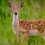 ,,Bambi