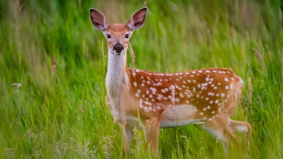 ,,Bambi