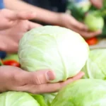 Do kada treba ukiseliti kupus? Starinska pravila za čvrste glavice i bistar rasol
