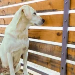 Dva labradora postala prave internet zvezde: Obožavaju svoju komšinicu - pogledajte samo kako je pozdravljaju svaki dan