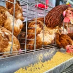 EU priprema promene koje bi mogle da utiču i na Srbiju - kraj kaveza za koke sve bliži?