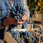 Grožđa ima, ali kupaca sve manje - vinogradari obaraju cene, a nekadašnji vinogradi gotovo nestali