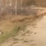 Horor u vojnoj bazi, aktiviran