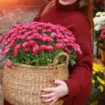 Hrizanteme će cvetati duže i preživeti zimu: Jedna važna stvar u oktobru čuva ih od mraza i propadanja