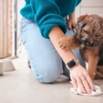 Imate ljubimce? Izbegavajte ove proizvode za čišćenje, otrovni su za njih