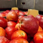 Imate višak jabuka? Ne bacajte ih, već im ovako produžite rok trajanja