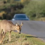 Jelen ispao iz prikolice na put i napravio lančani sudar: Petoro povređeno, deca u bolnici, životinja uginula