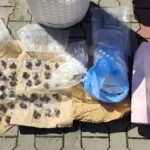 Kokain, amfetamin i marihuana! U stanu i dvorištu zgrade pronađeno više od kilogram droge