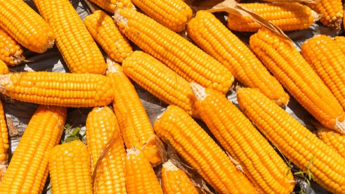 Kukuruz ove nedelje najtraženija žitarica na Produktnoj berzi - cena pšenice premašila 22 dinara 