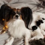 Milica tražila pomoć za psa koji nije mogao da se ošteni - jedan veterinar tražio 35.000, drugi 20.000 dinara