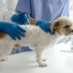 Mislite da je bezazleno, a može ubiti vašeg ljubimca: Veterinari izdali hitno upozorenje vlasnicima
