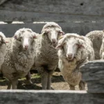 Ono što se u Srbiji baca, Švajcarci od toga prave odličnu izolaciju za kuće