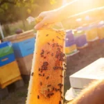 Pčelinji vosak, propolis i matični mleč - da li zarada može biti veća nego od samog meda?