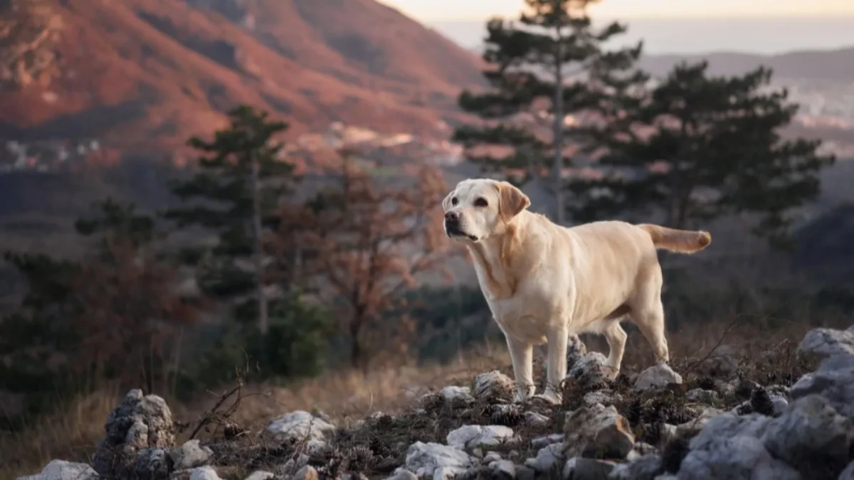 Planinar pao sa 20 metara i celu noć ležao na steni: Verni labrador je uradio nešto neverovatno