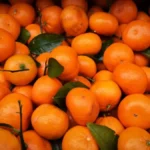 Proizvođači mandarina u problemu - berba pri kraju, a računica sve gora