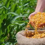 Promena na Produktnoj berzi - kukuruz potisnuo pšenicu i zauzeo prvo mesto