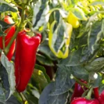 Selo u Srbiji u jesen postaje potpuno crveno: Na 15 minuta od Leskovca krije se prizor koji osvaja
