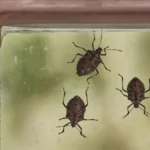 Stvarno više nisu normalne, ne može ih se čovek otarasiti: Smrdibube ponovo u akciji, evo kako da ih se otarasite jednom zasvagda