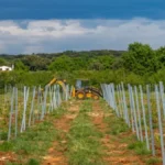 Vinogradari u Hrvatskoj na udaru opasne bolesti - zaraženi zasadi moraju da se krče, kazne do 3.890 evra