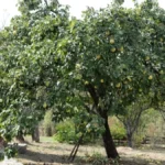 Za litar rakije potrebno je čak 10 kilograma dunja - koliko sada košta ovo voće