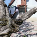 Zmije ulaze u kuću kad zahladi: Kriju se na ovom mestu, a tu niko ne gleda!